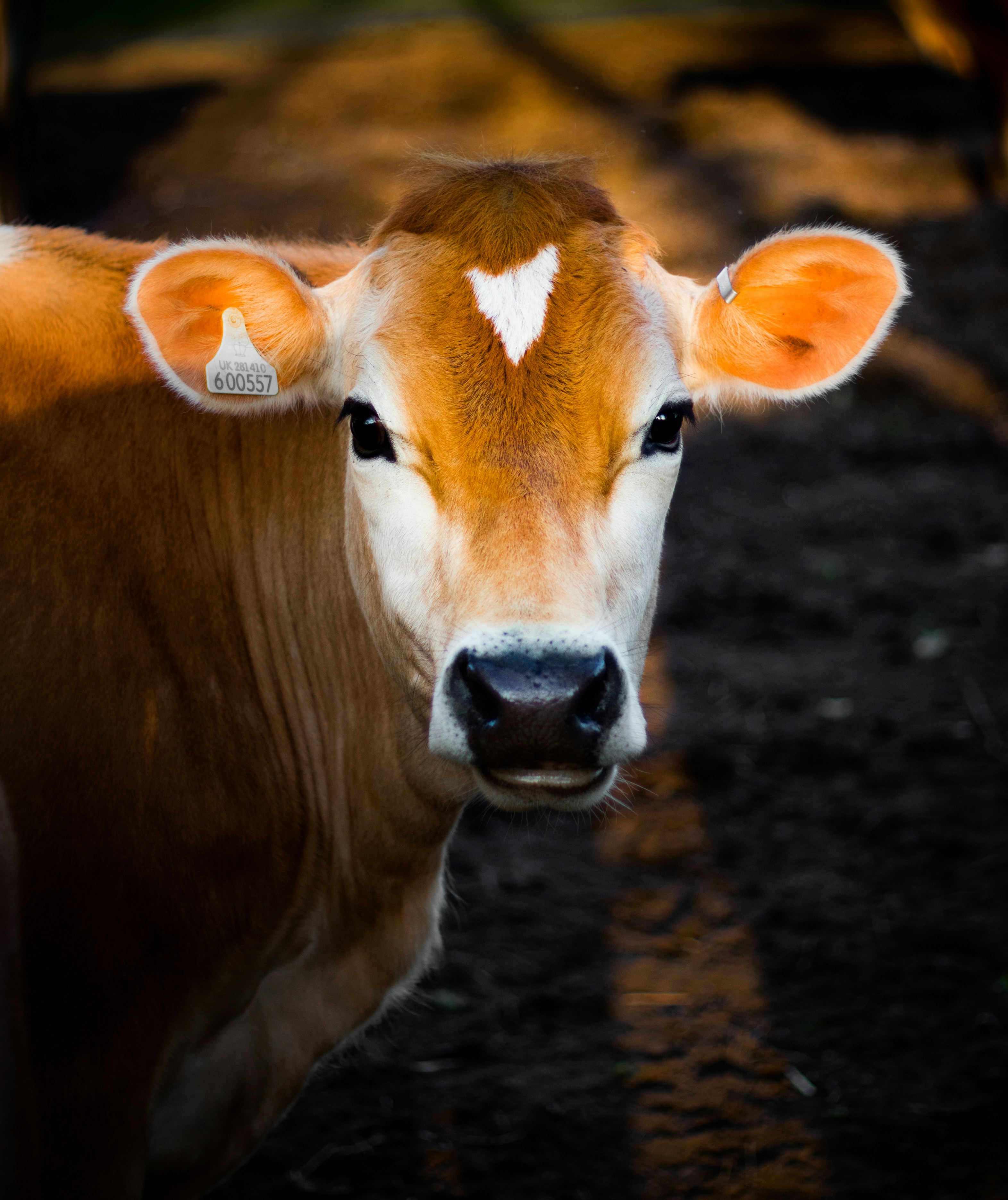 COW image